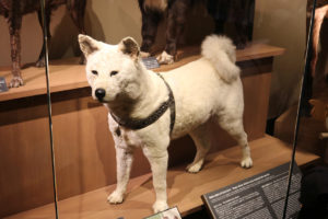 פוחלץ של כלב אקיטה