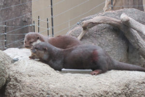 צמד לוטרות בגן חיות