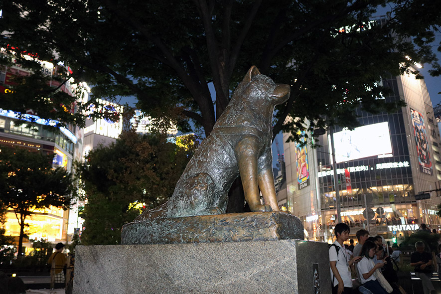 פסלו של הכלב האצ'יקו בשיבויה