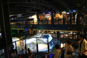 רכבת ההרים שחולפת במרכז המתחם