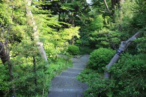 מראה טיפוסי בגן מוזיאון נזו