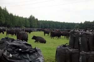 פרות רועות בפוקושימה לצד שקים מלאים באדמה נגועה