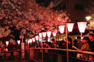 גשר בנקמגורו בזמן פסטיבל פריחת הדובדבן