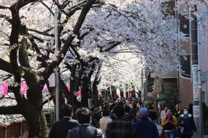 פריחת הדובדבן בנקמגורו בשעות היום