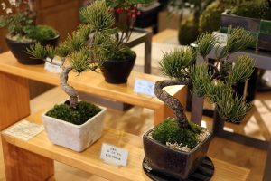 עצי בונסאי אורן