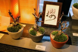 שלושה עצי בונסאי דובדבן עם ניצנים