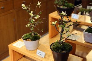 זוג עצי בונסאי שזיף שפורחים בחודש פברואר