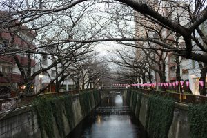 עצי דובדבן בחורף בנקמגורו