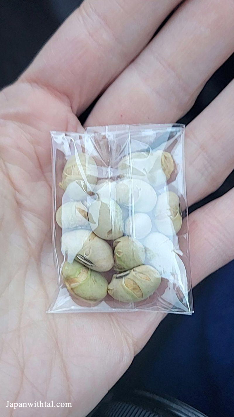 פולי מזל חג סטסובון