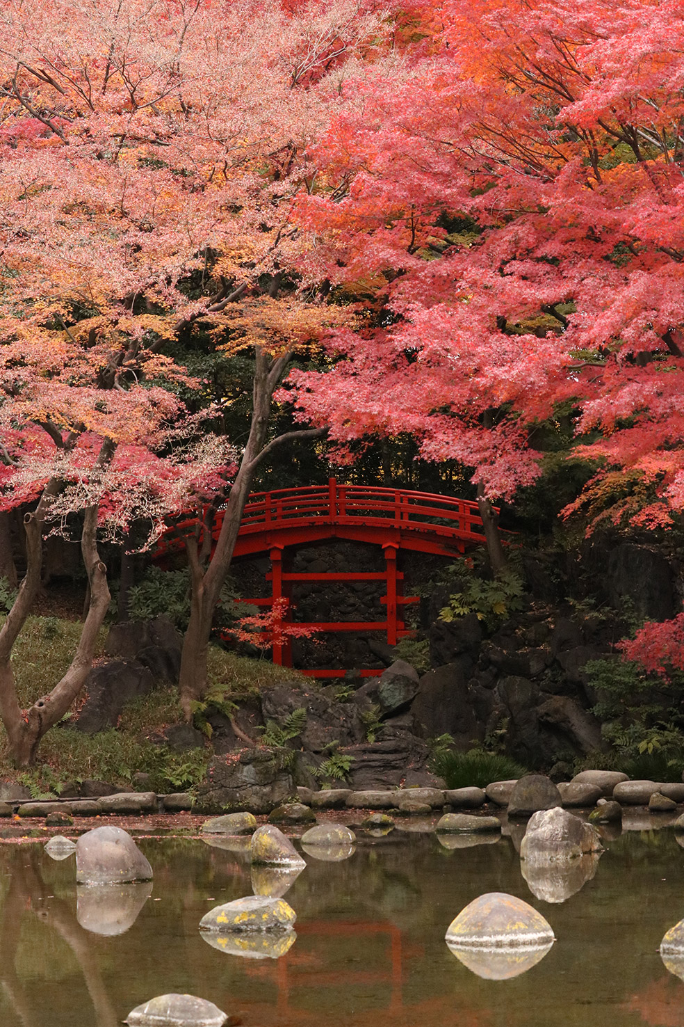עצי מייפל בזמן השלכת בטוקיו יפן