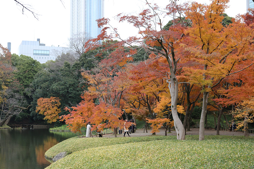 גן קוישיקאווה קורקואן טוקיו