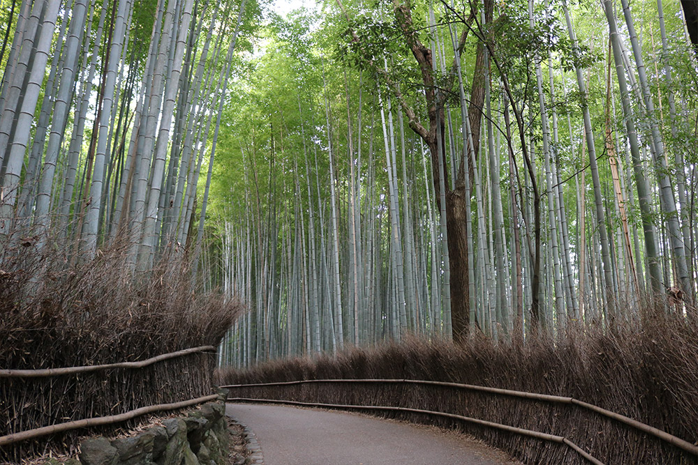חורשת הבמבוקים אראשייאמה קיוטו