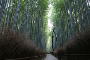 חורשת הבמבוקים באראשייאמה קיוטו