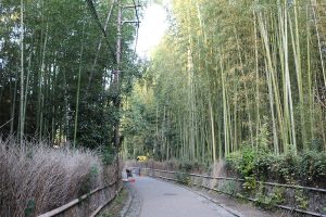 נזירים מנקים את כביש הגישה לחורשת הבמבוקים בבוקר