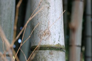 עץ במבוק שמטיילים השחיתו בחורשת הבמבוקים באראשייאמה בקיוטו