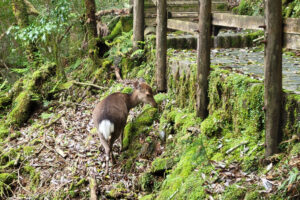 אייל במסלול יקוסוגילנד ביקושימה