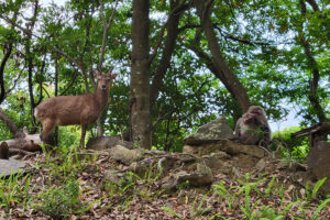 אייל וקופים בכביש סייבו רינדו