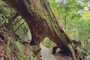 גזע עץ שחוסם את השביל ביקוסוגילנד