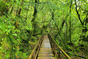 גשר עץ מעל נחל בשיראטאני אונסויקיו יקושימה