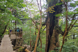 עץ ארז ביקושימה - דאיאו סוגי