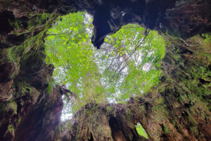 Wilson's Stump - הגדע של ווילסון