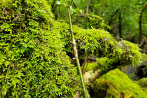 טחב ביקושימה