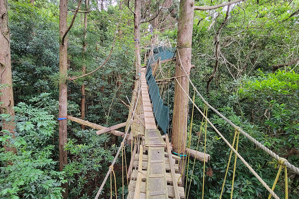 מסלול הליכה אתגרי Canopy Walk יקושימה