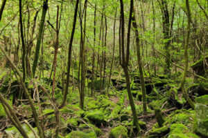 יער ביקושימה