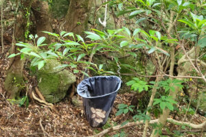 סל קליעה ב-Canopy Walk יקושימה