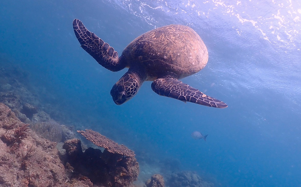 צב מים ביקושימה