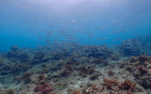 דגים בים ביקושימה