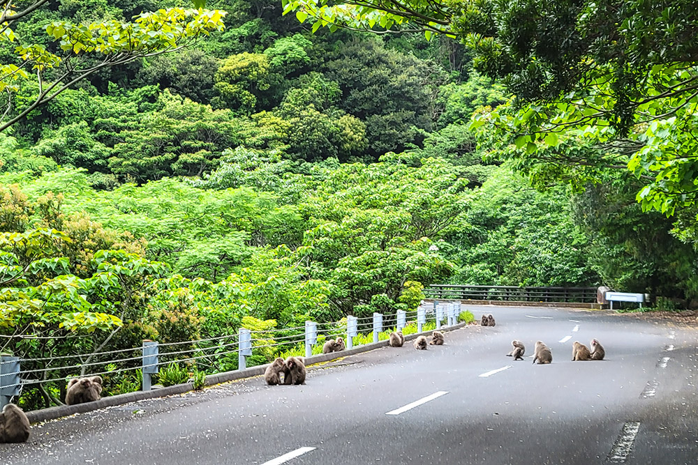 קופים יושבים על כביש סייבו רינדו