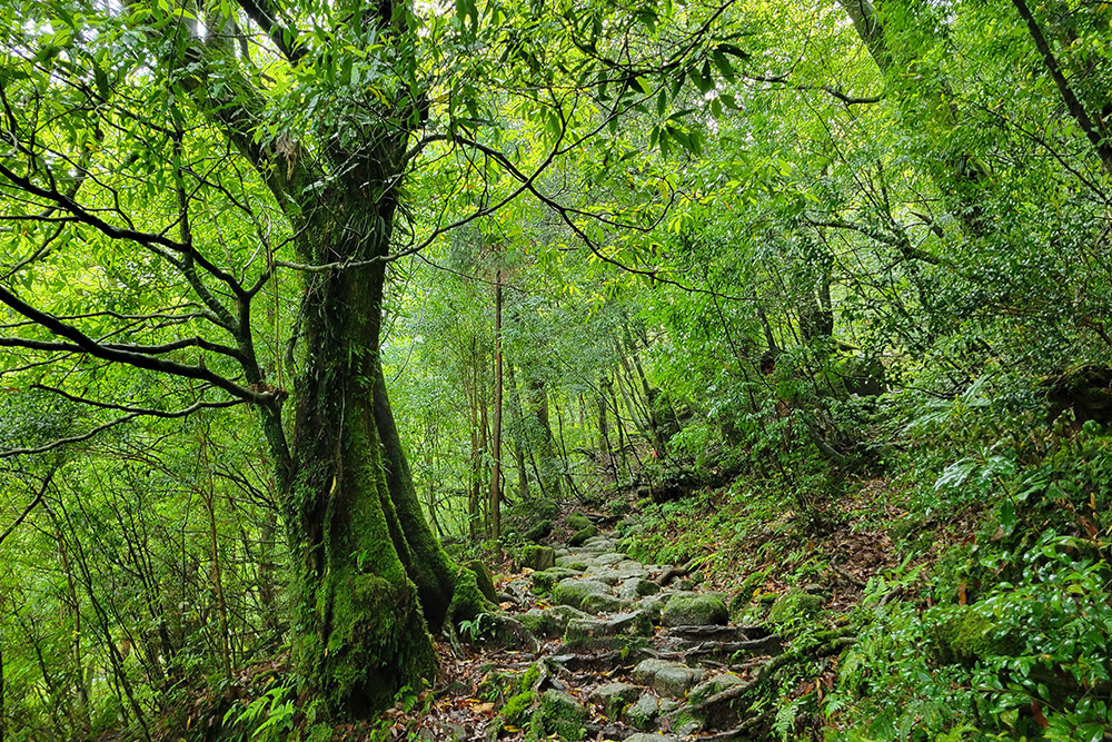 שביל ב-Shiratani Unsuikyo ביקושימה