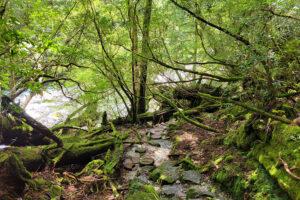 שביל הליכה בטבע יקוסוגילנד יקושימה