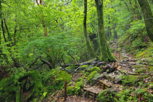 שביל מוקף בצמחייה וטחב בשיראטני אונסויקיו ביקושימה