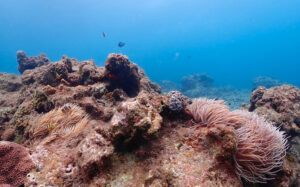 שונית אלמוגים ביקושימה