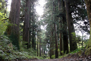 שביל הארזים בהאקונה