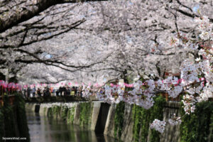פריחת הדובדבן בטוקיו 2024
