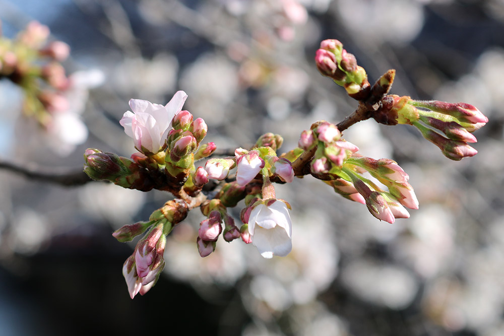 ניצני דובדבן לפני הפריחה בטוקיו