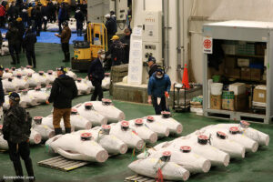 דגי טונה קפואים במכירה הפומבית בשוק הדגים החדש בטוקיו