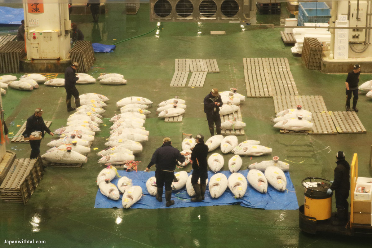 מבט מלמעלה על האיזור בו נערכת המכירה הפומבית בשוק הדגים החדש בטויוסו טוקיו