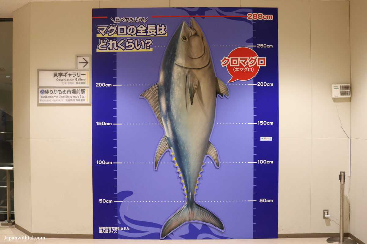 פינת צילום עם דג טונה באורך של 288 סנטימטרים