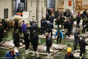 קונים במכירה הפומבית של דגי הטונה בשוק בטויוסו